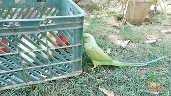 Talking Parrot Greeting Cute Baby Ducklings Compilation | Funny Parrot Video