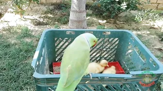 Talking Parrot Greeting Cute Baby Ducklings Compilation | Funny Parrot Video