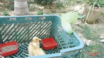 Talking Parrot Greeting Cute Baby Ducklings Compilation | Funny Parrot Video