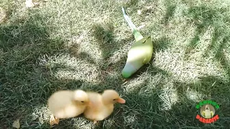 Talking Parrot Greeting Cute Baby Ducklings Compilation | Funny Parrot Video