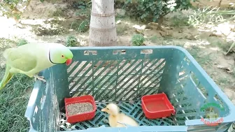 Talking Parrot Greeting Cute Baby Ducklings Compilation | Funny Parrot Video