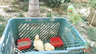 Talking Parrot Greeting Cute Baby Ducklings Compilation | Funny Parrot Video