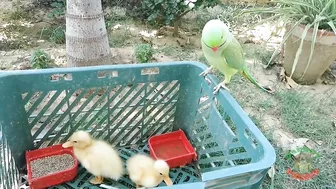 Talking Parrot Greeting Cute Baby Ducklings Compilation | Funny Parrot Video