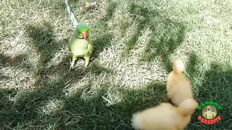 Talking Parrot Greeting Cute Baby Ducklings Compilation | Funny Parrot Video