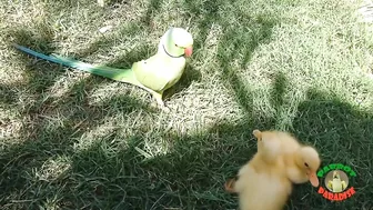 Talking Parrot Greeting Cute Baby Ducklings Compilation | Funny Parrot Video