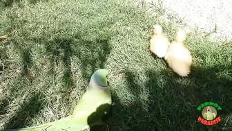 Talking Parrot Greeting Cute Baby Ducklings Compilation | Funny Parrot Video