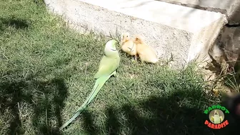 Talking Parrot Greeting Cute Baby Ducklings Compilation | Funny Parrot Video