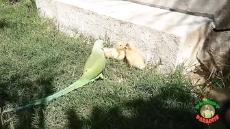 Talking Parrot Greeting Cute Baby Ducklings Compilation | Funny Parrot Video