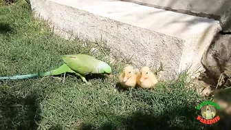 Talking Parrot Greeting Cute Baby Ducklings Compilation | Funny Parrot Video