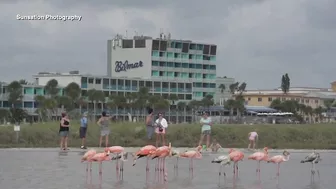 Flamingos spotted on various Florida beaches after Hurricane Idalia