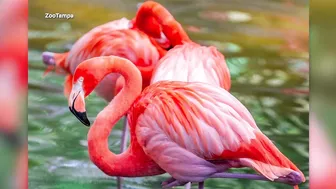 Flamingos spotted on various Florida beaches after Hurricane Idalia