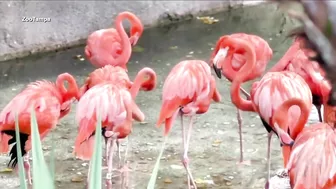 Flamingos spotted on various Florida beaches after Hurricane Idalia