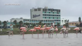 Flamingos spotted on various Florida beaches after Hurricane Idalia