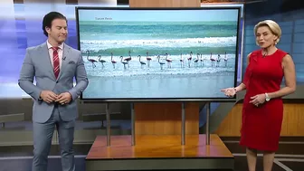 Flamingos spotted on various Florida beaches after Hurricane Idalia