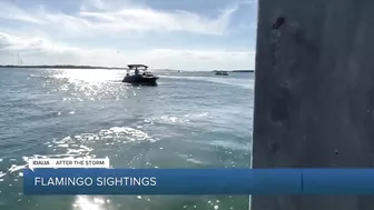 Flamingos spotted on various Florida beaches after Hurricane Idalia