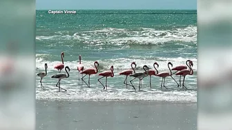 Flamingos spotted on various Florida beaches after Hurricane Idalia