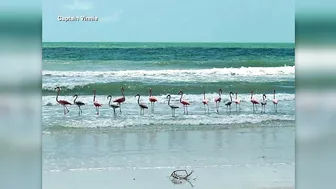 Flamingos spotted on various Florida beaches after Hurricane Idalia