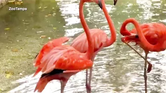 Flamingos spotted on various Florida beaches after Hurricane Idalia