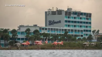 Flamingos spotted on various Florida beaches after Hurricane Idalia