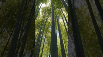 Be flexible like bamboo