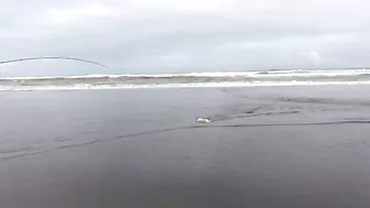 Surf Fishing for Huge Perch at Long Beach