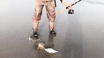 Surf Fishing for Huge Perch at Long Beach