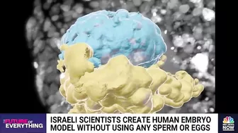 Israeli scientists create human embryo model without using sperm or eggs