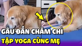 Ngưỡng mộ em Gâu Đần mỗi sáng dậy tập Yoga cùng Sen ???? | Yêu Lu Official