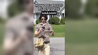 How Dog Breeds React to Mailmen Compilation