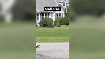 How Dog Breeds React to Mailmen Compilation