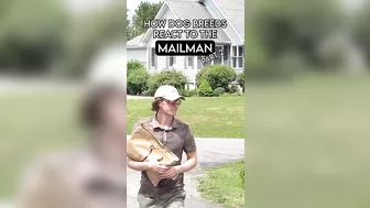 How Dog Breeds React to Mailmen Compilation