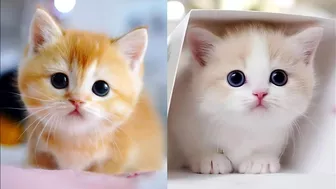 Baby Kittens - Cute Kittens Compilation ❤️