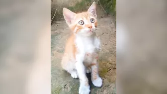 Baby Kittens - Cute Kittens Compilation ❤️