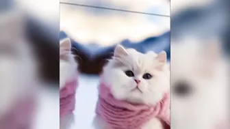 Baby Kittens - Cute Kittens Compilation ❤️