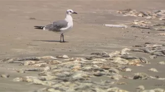 Here's why dead fish are washing up on Galveston beaches