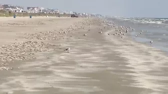 Here's why dead fish are washing up on Galveston beaches