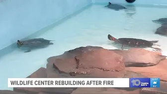 After tragic fire, Madeira Beach wildlife center opens temporary location while rebuild continues