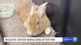 After tragic fire, Madeira Beach wildlife center opens temporary location while rebuild continues