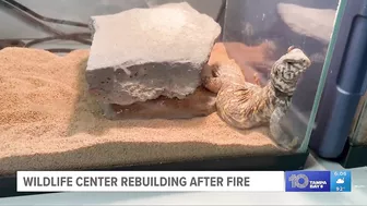 After tragic fire, Madeira Beach wildlife center opens temporary location while rebuild continues