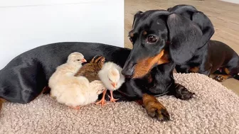 Dachshunds together with baby Guinea Fowl.