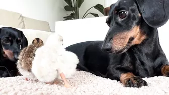 Dachshunds together with baby Guinea Fowl.