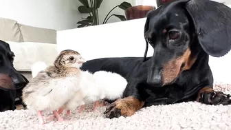 Dachshunds together with baby Guinea Fowl.