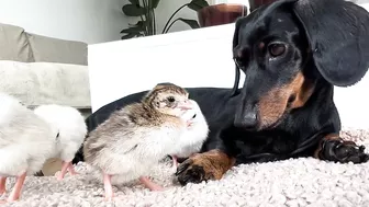 Dachshunds together with baby Guinea Fowl.