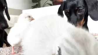 Dachshunds together with baby Guinea Fowl.