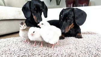 Dachshunds together with baby Guinea Fowl.