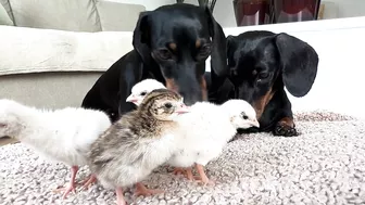 Dachshunds together with baby Guinea Fowl.