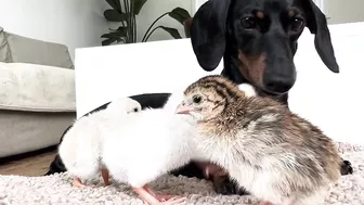 Dachshunds together with baby Guinea Fowl.