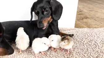 Dachshunds together with baby Guinea Fowl.