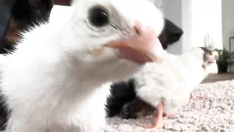 Dachshunds together with baby Guinea Fowl.