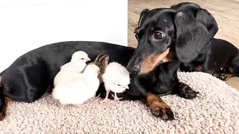 Dachshunds together with baby Guinea Fowl.